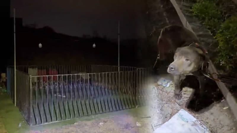 "경찰 떴다, 튀어!" 대구 야산서 불법 투견 도박…60여 명 검거