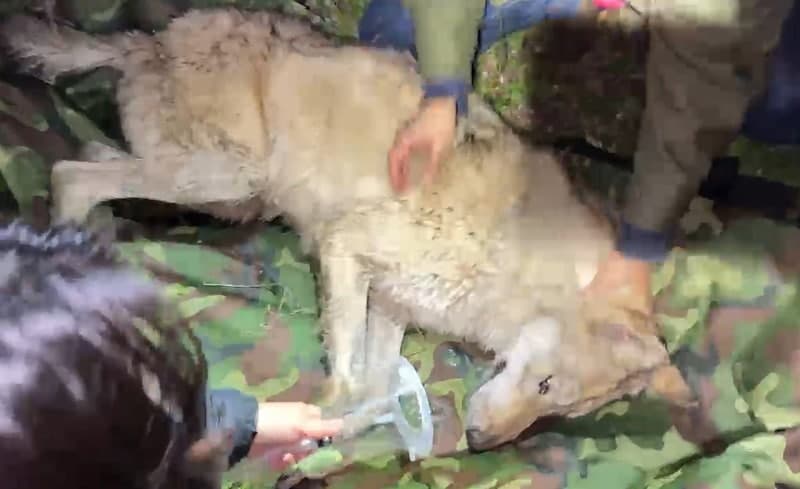 오월드 탈출 늑대 '늑구', 9일 만에 생포 귀환