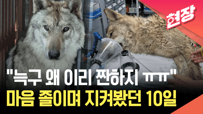 늑구, 열흘 만에 오월드 귀환…몸속 낚싯바늘 제거