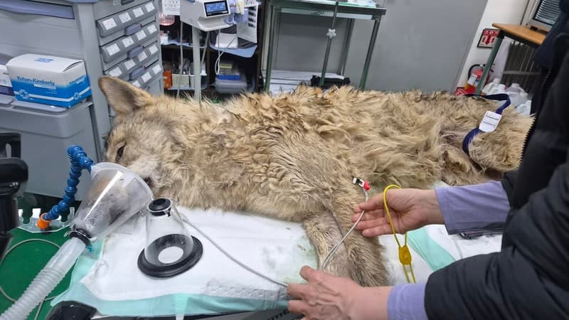 가출했다 돌아온 '늑구' 위장에 2.6cm 낚싯바늘…"제거 후 회복 중"