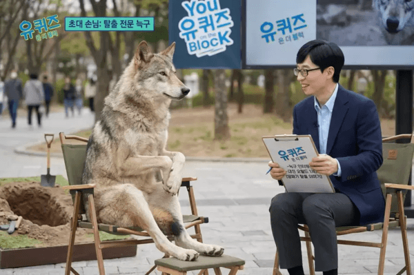 열흘 탈주극 끝낸 늑구, '국민 늑대' 넘어 '자유의 상징'으로 돌아왔다