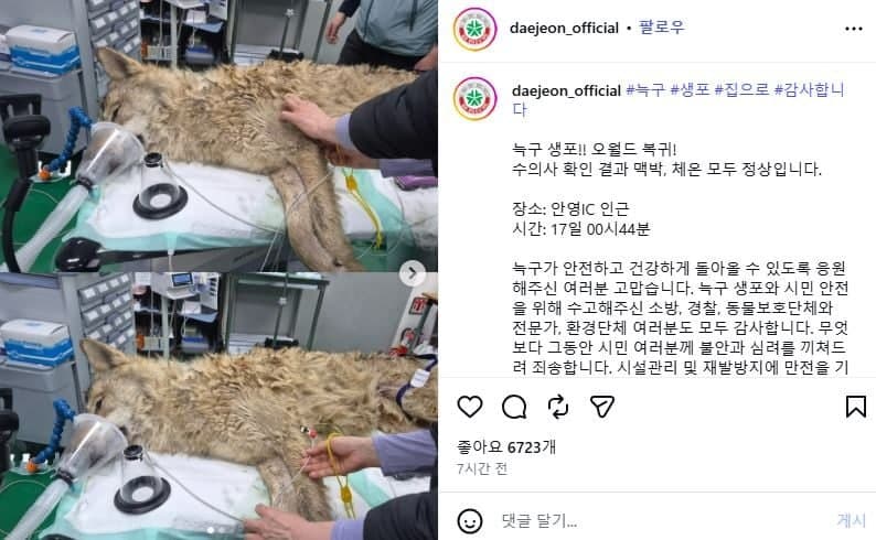 오월드 탈출 '늑구' 귀환에 시민들