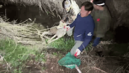 오월드 탈출 '늑구' 열흘 만에 포획 성공…“건강 이상 없어”