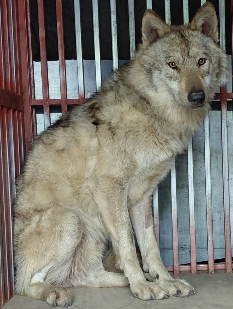 대전 환경단체 "늑구 무사 귀환 환영…관리 체계 근본적 변화 필요"