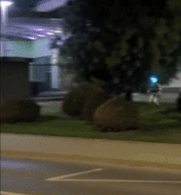 도심 한복판서 로봇이 멧돼지 추격…'터미네이터' 로봇의 추격전, 결과는?