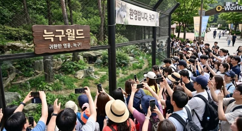오월드 탈출 '늑구' 생포 순간 공개 "집 나가면 고생"