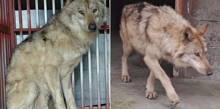 9일 만에 돌아온 '늑구', 4kg 빠지고 뱃속엔 낚싯바늘… "제거 시술 후 회복 중"