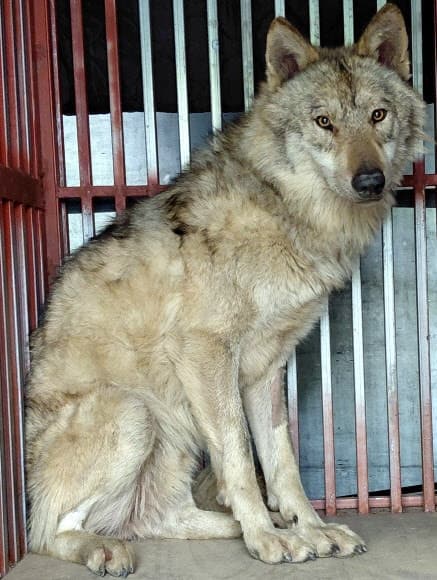 "늑구, 밥 잘 먹고 회복 중이에요" 오월드 재개장은 '아직'