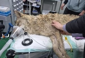 “늑구는 밥 잘 먹고 기력 회복중”… 2.6cm 낚싯바늘 제거 후 소고기 특식 먹으며 회복 중