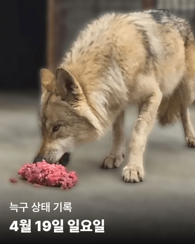 "우리 늑구, 영상으로 보고 싶어요"…대전 오월드에 영상 중계 요청 빗발