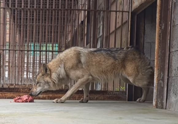 "얼마나 무서웠으면"…잔뜩 경계하며 소고기 먹는 '늑구' 모습에 울컥