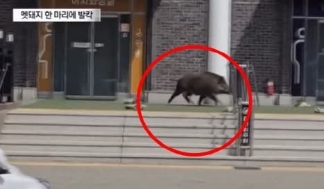 휴게소에 멧돼지 출몰, 이러저리 돌진하며 '쾅'…女화장실 문 '쿵쿵'