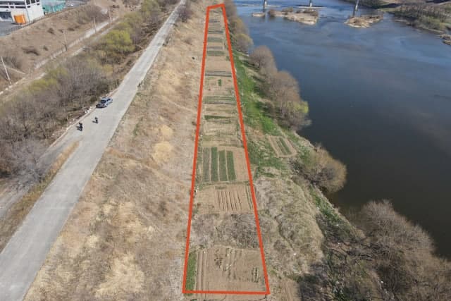 달성군, 금호강 불법경작 '끝장 정리'…행정대집행으로 뿌리 뽑는다