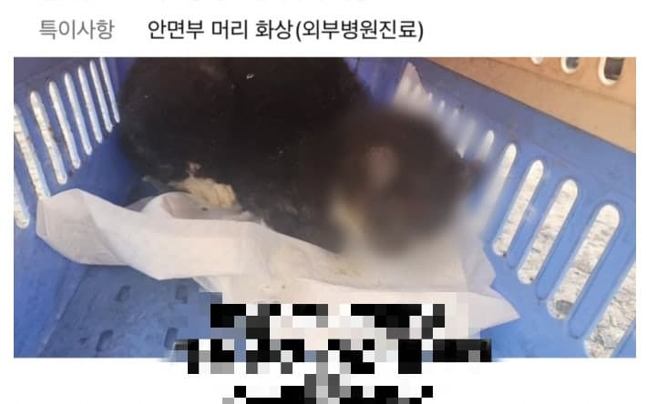 덫으로 잡고 토치로 화상 입혀 학대한 70대, 길고양이 2마리 얼굴에 심한 화상 입혀 구속영장 신청