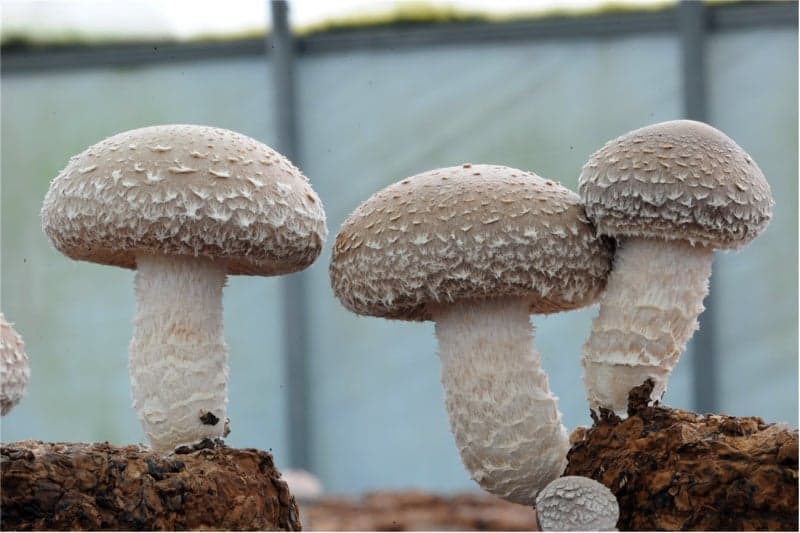 "산림버섯 속 에르고스테롤, 힘줄에 생기는 건염 예방에 효과적"