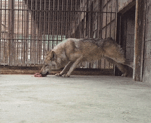 “한입 먹고 두리번” 늑구, 먹이 앞에서도 ‘움찔’ 경계…오월드 “회복 집중”