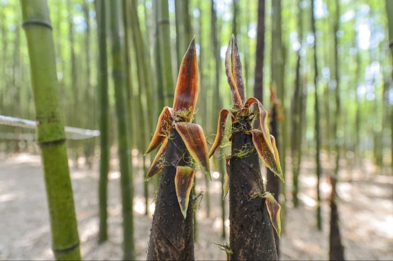 "태화강 국가정원 죽순 지킨다"…울산시, 무단 채취 감시·보호 나서