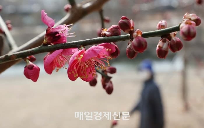 역대 가장 늦은 한파특보 발령, 황사 유입으로 미세먼지 '매우 나쁨'