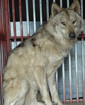 대전시, '늑구' 시 대표 캐릭터 추가 검토…어린이날 전 오월드 개장 목표