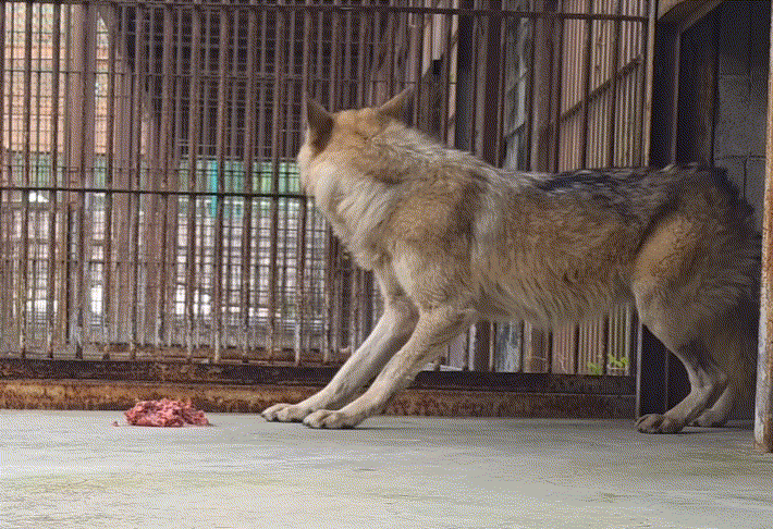 늑구 '바닥 먹방' 논란에 오월드 "늑대는 원래 그릇에 안 먹어, 생태적 배려" 해명