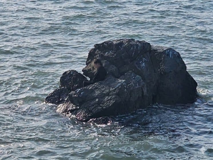 "잠에서 깨보니 바다 한 가운데" 대부도 갯바위서 잠들다 밀물에 고립된 60대 여성 구조