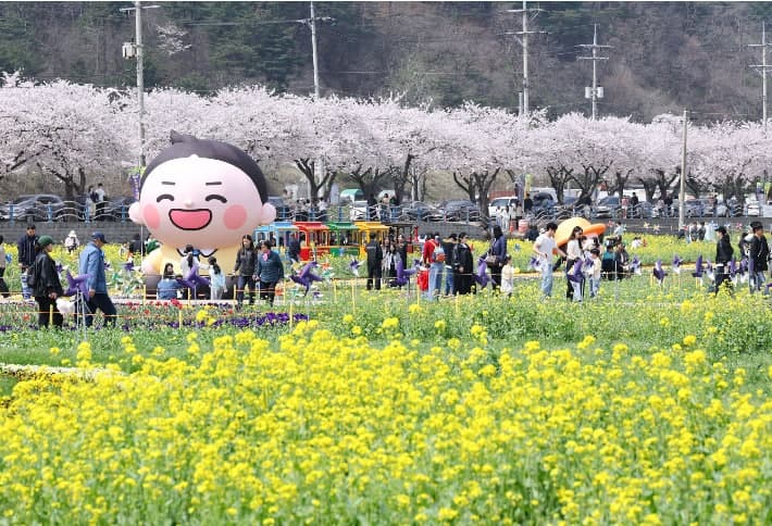 삼척 '맹방유채꽃축제' 성료, 26만명 방문 외지인 60%…140억원 파급효과