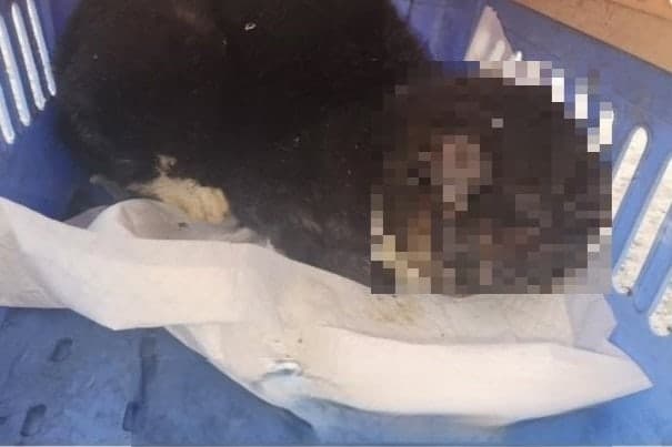 “얼굴에 화상 입혀”…길고양이 학대한 70대 구속영장