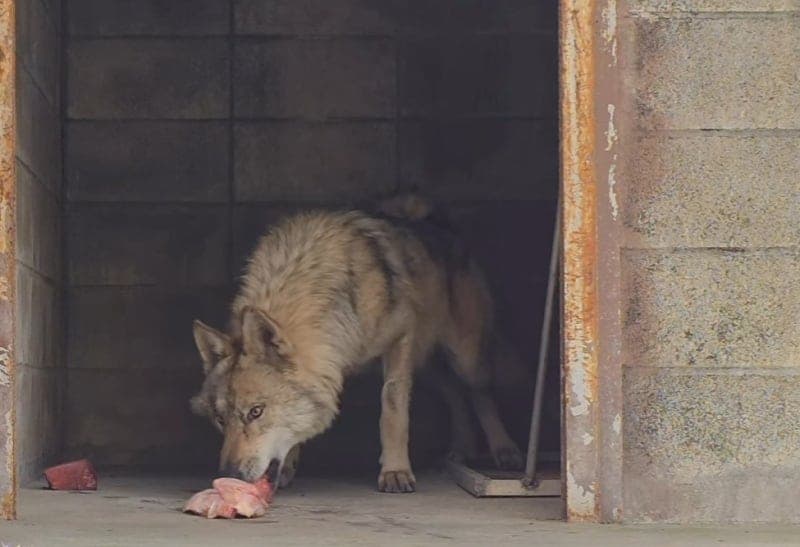오월드 "늑대는 야생 습성, 그릇에 주면 안 먹어"…'바닥 먹이' 논란 해명