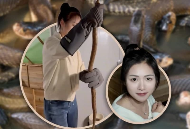 “사무직 때려치고 연 2억 수익” 독사 6만 마리 키우는 30대 中 여성