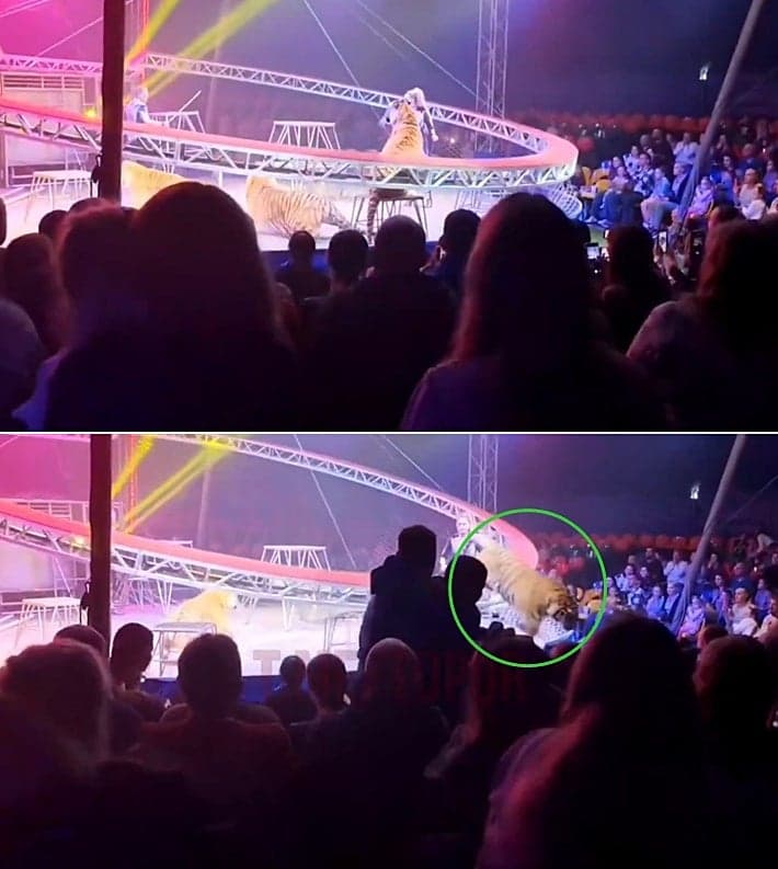 러 서커스 공연 중 호랑이 탈출…관객석 덮쳐 '아수라장'