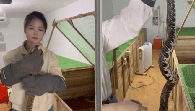 "연 2억씩 번다"…사무직 그만두고 독사 6만 마리 사육하는 30대 대졸 여성