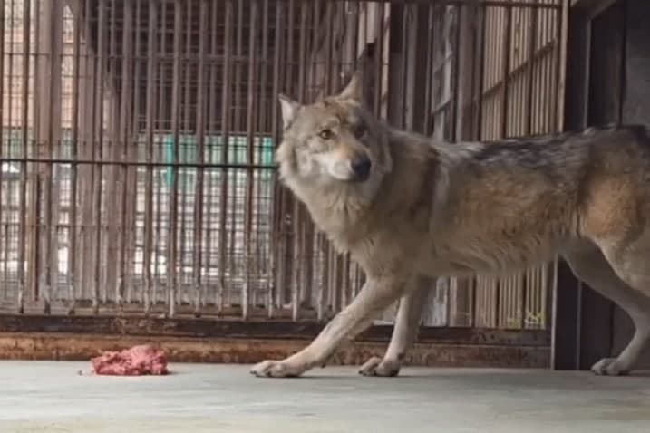 "9남매 막내 아냐" 늑구 이름 둘러싼 오해부터 회복 근황까지