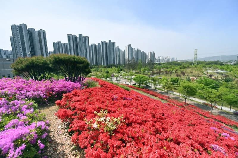 "주말 '인생샷' 성지 떴다"…하남 미사한강공원 12만 본 철쭉 물결 장관