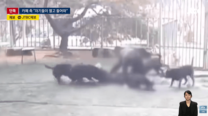 애견카페서 맹견 4마리 집단 공격…20대女 "물려 죽는 줄"