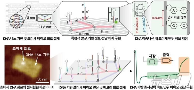 KAIST, "2나노 반도체보다 작은" DNA 기반 '분자 컴퓨터' 구현 성공