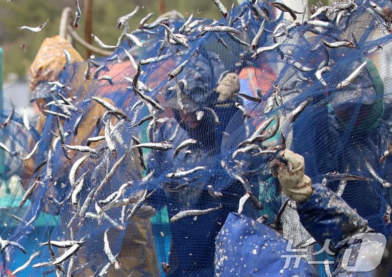 2026 기장멸치축제, '하트 한 컷' SNS 방문 인증샷 이벤트…올리브영 상품권 증정