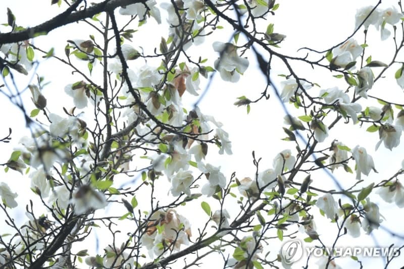 한라산 1,000m 국내 유일 자생 최고령 300년 목련 '꽃 활짝'