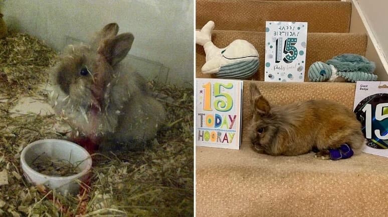 “평균 수명 두 배 넘겨”…15살 英 토끼, 세계 최고령 등극