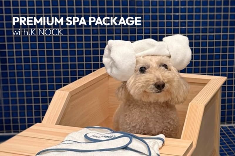 "반려동물 전용 온천수 포함"…키녹, '펫 스파 패키지' 출시