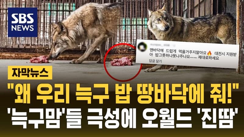 "왜 밥그릇 아니라 땅바닥에 밥 줘요?" 늑구 '급식 논란'에 오월드 "동물복지 매뉴얼"