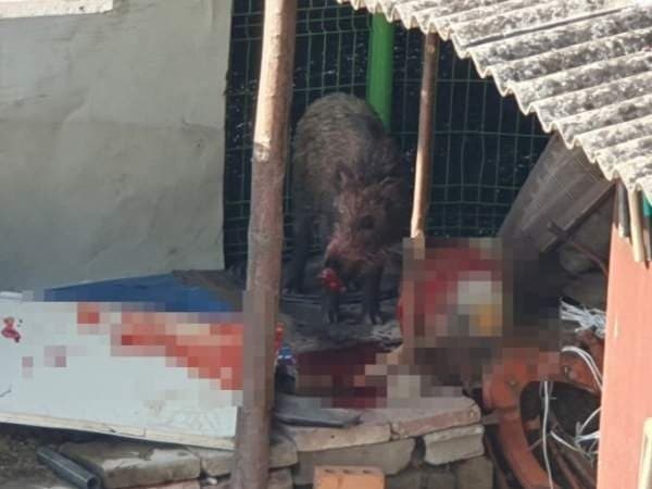 세종소방 "멧돼지 마주치면 뛰지 말고 숨으세요" 도심 출몰 속출