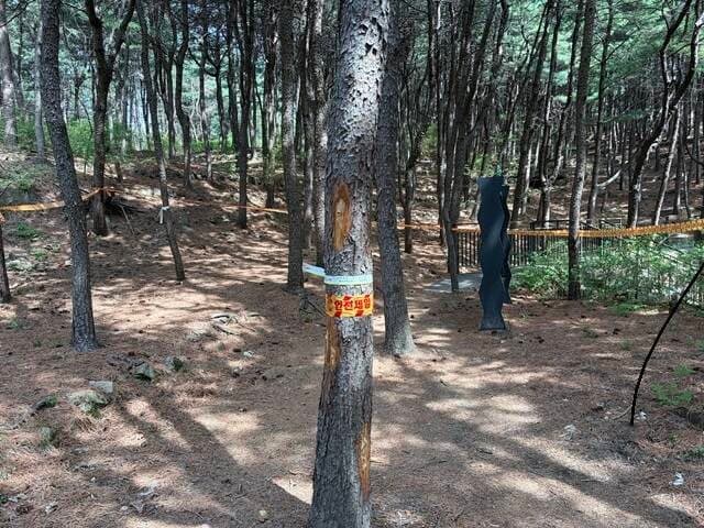 북한산 소나무재선충병 8년 만에 재발생…서울시, 긴급 방제 총력