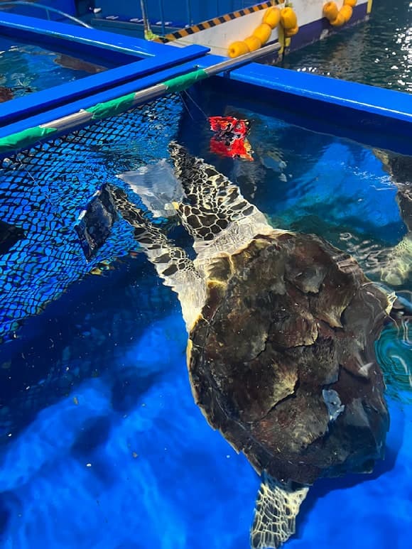 "해파리구나!" 바다거북, 밝고 부드러운 플라스틱 먹는 이유 있었다