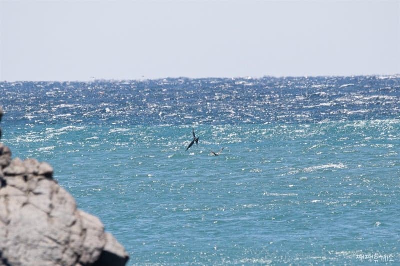 울산 대왕암공원 앞바다서 '하루 500㎞ 무착륙 비행' 희귀 열대 조류 군함조 관찰