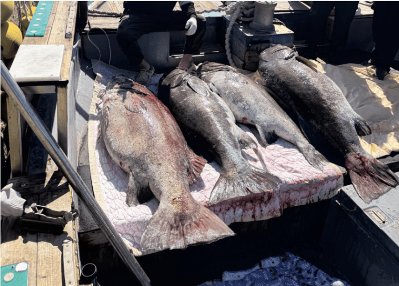 165cm 괴물급 심해어 5마리 잡히자 '술렁'… "지진과 무관"