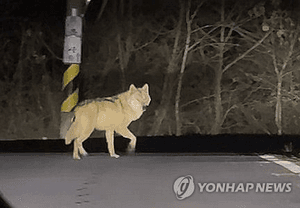 일본서 '늑구' 데자뷔…탈출한 늑대개 18시간만 포획 "본능 과소평가 안 돼"