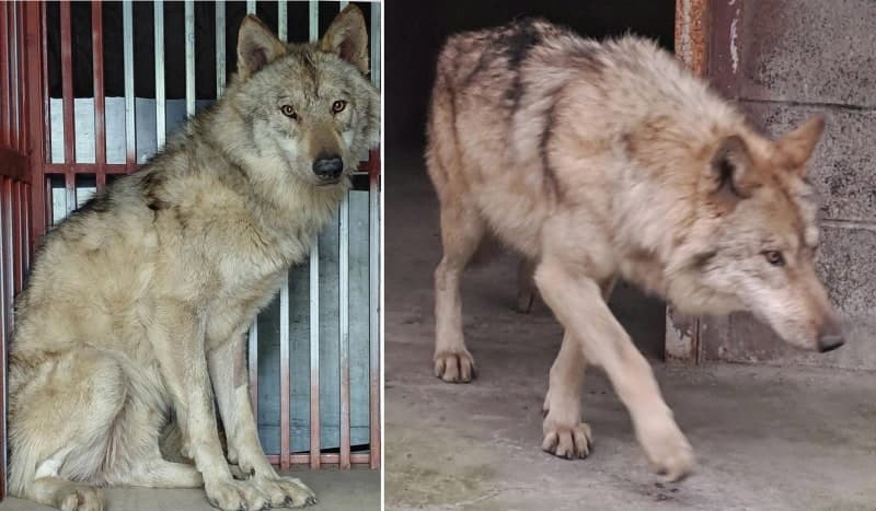 기후부, '늑구' 탈출 오월드 재발방지책 지시…전국 121개 동물원 점검 및 안전 대책 강화