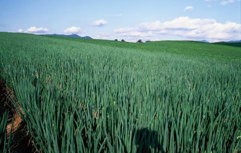 中 "대파 공짜" 거짓 영상에 농민 수백만원대 피해…대파밭 초토화