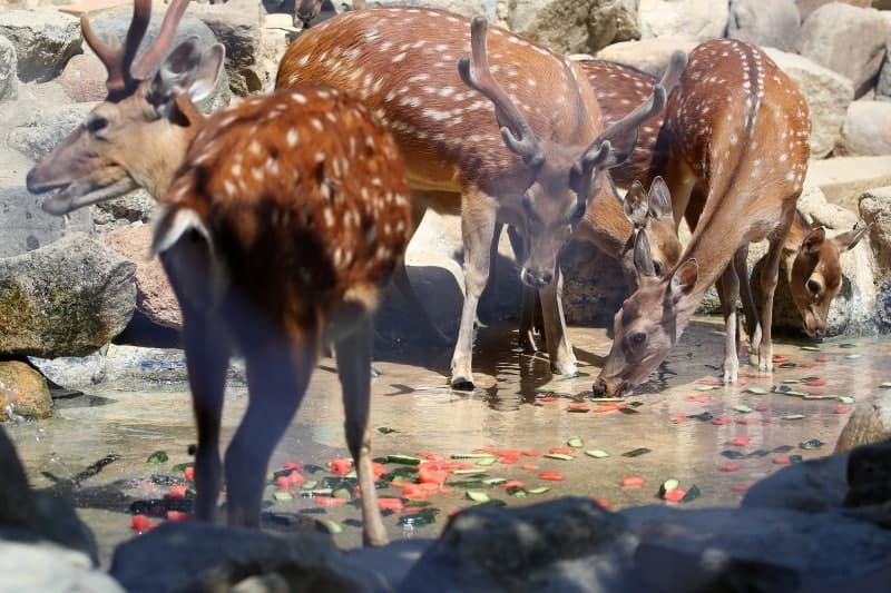 광명 옥길동 농장서 사슴 5마리 탈출…당국 수색 중