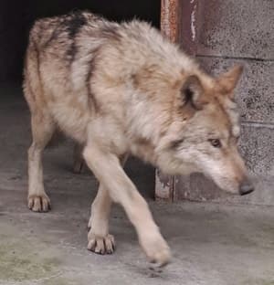 “늑구 탈출” 오월드, 운영주체 대전도시공사 자체 감사 논란…캐릭터 장사에 눈먼 대전시도 비판